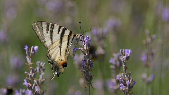 Papillons et autres insectes des prairies