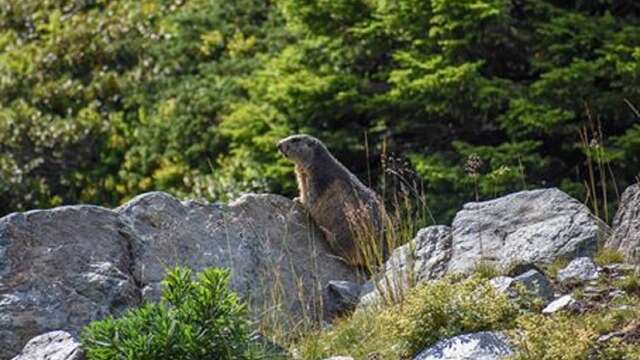 Op zoek naar de Marmotten