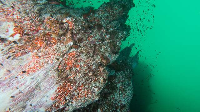 Diving Trip to the Aiguille de Prony - Mobula Diving