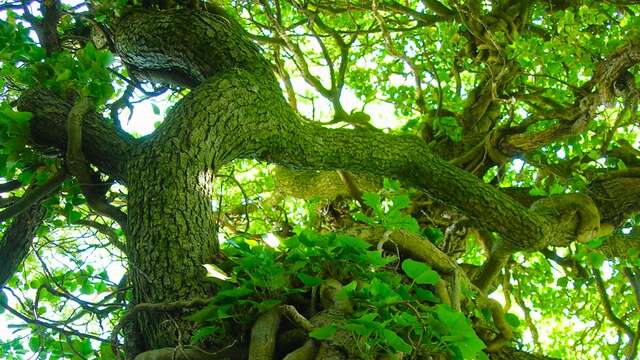 Balade découverte : Arbres médicinaux de nos forêts