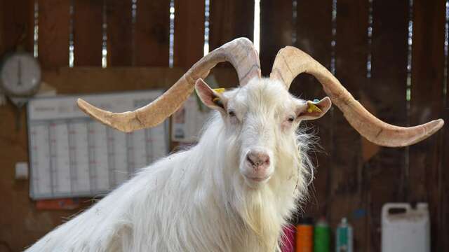 Visite découverte de la ferme des Sagnes