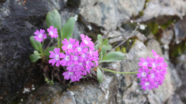 Conférence : La primevère du Valgaudemar