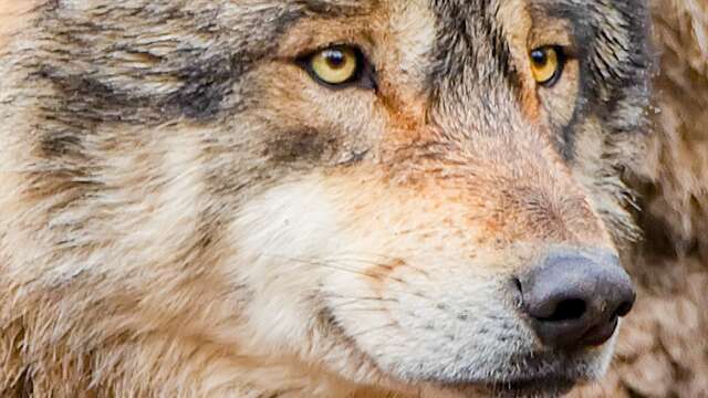 Conférence | Observatoire du loup