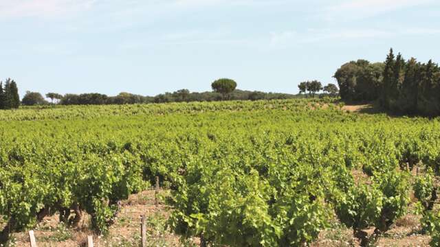 Stroll & Discovery - La petite draille