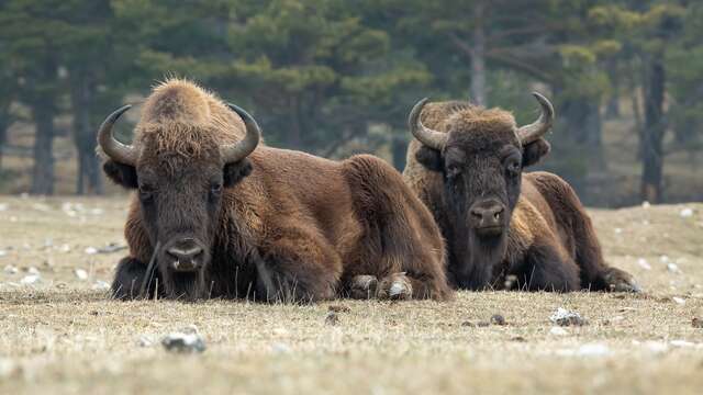 Guided safari on foot