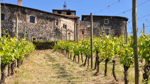Aux ori 'vignes de Montverdun - visite gourmande