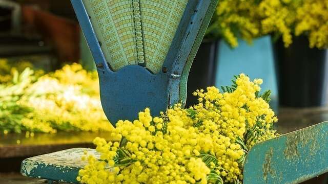 Visite guidée d'une forcerie