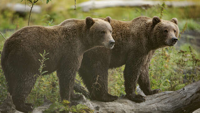 Exposition “KODIAK, l'île des grands ours” - Geoffrey Garcel - Festival Du Film Nature