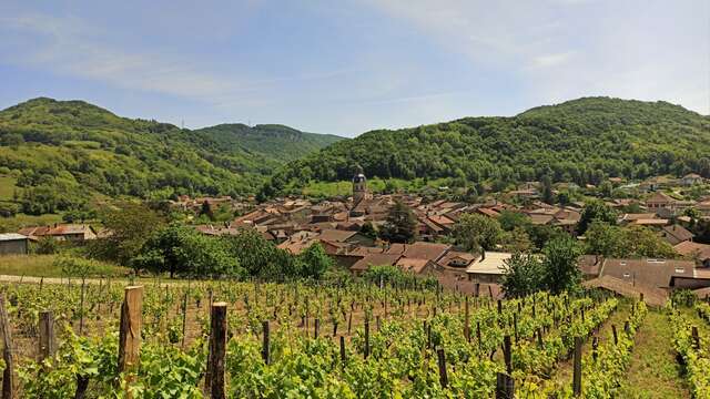 Les sens de la vigne - La cave du Buizin