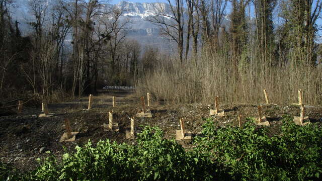 La forêt alluviale