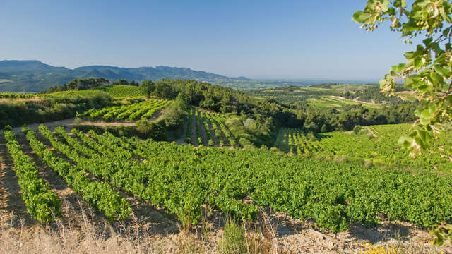 Visite du vignoble et de la cave - Domaine du Bramadou