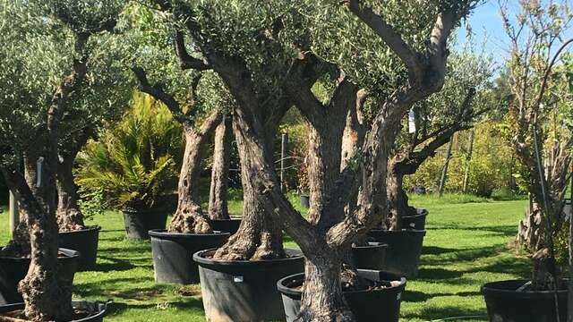 Jardinerie - Pépinières Guilbon