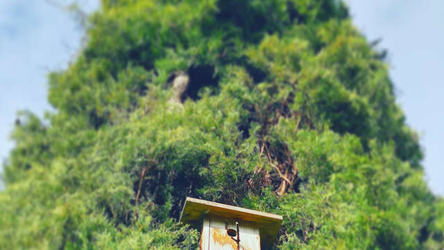Atelier enfant - drôles d'oiseaux