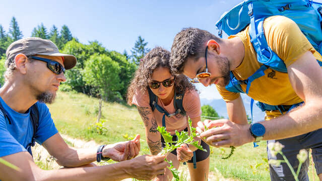 Stage d'herboristerie