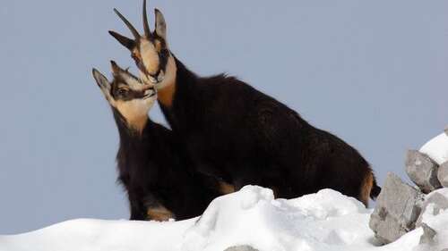 La faune en hiver à raquettes