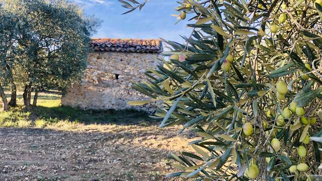 Visite d'oliveraie et dégustation d'huile d'olive bio