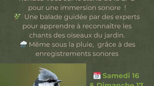 A la recherche des chants d'oiseaux