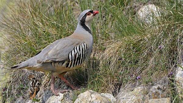 La perdrix bartavelle, un oiseau pas comme les autres