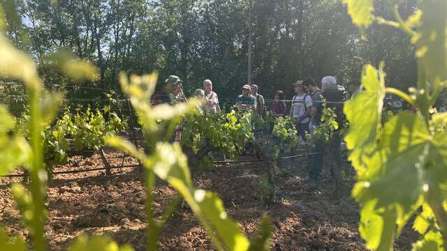 Le sentier Vigneron d’Auriol et découverte la cave des Vignerons du Garlaban - Journée