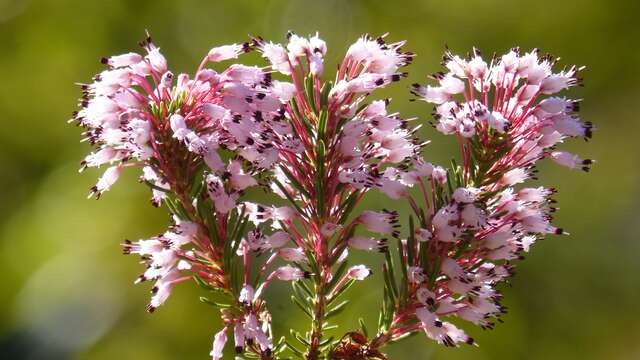 Les plantes sauvages locales méditerranéennes et comestibles