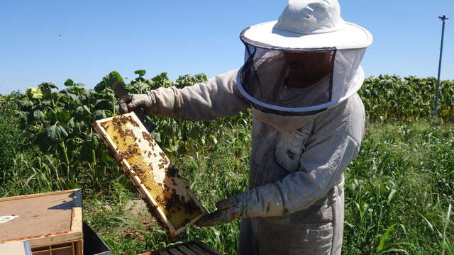 Au cœur de la ruche : élever et protéger ses abeilles