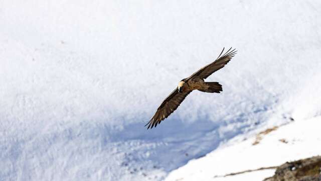 Rdv avec un garde-moniteur : le gypaète barbu du Valgaudemar (copy) (copy)