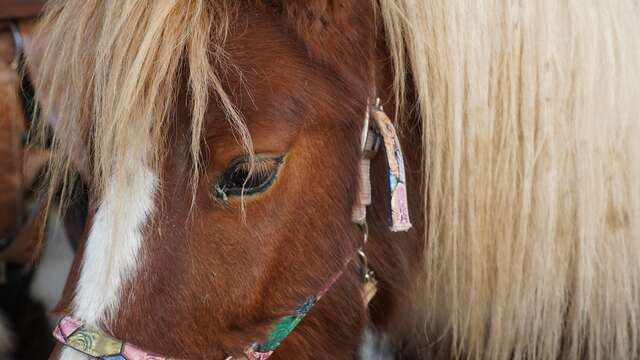 Balades à poneys