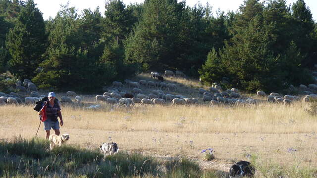 Balade nature : La transhumance
