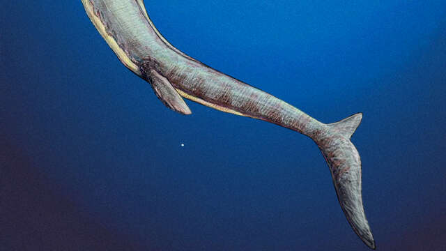 Mosasaures, quand les lézards régnaient sur les mers