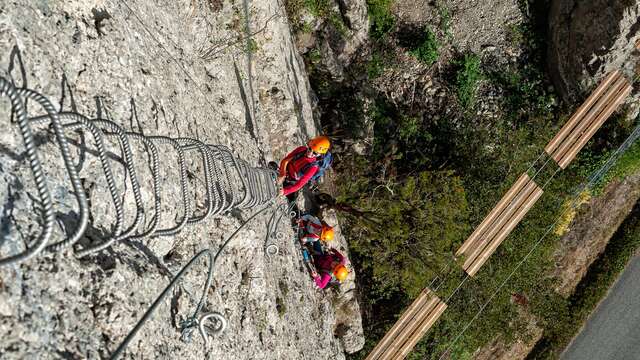 Ferrata familia of ammonites