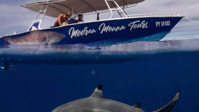 Moorea Moana Tours - Sortie Baleines