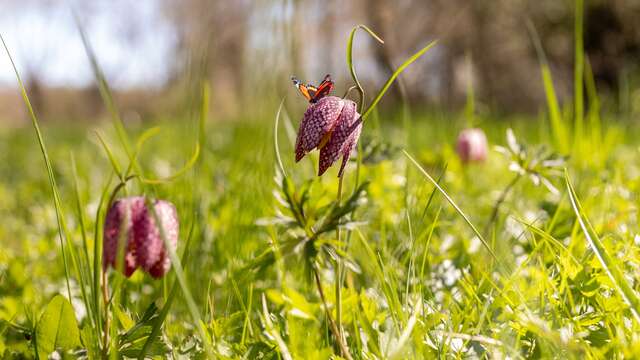Un paseo para descubrir los goganes