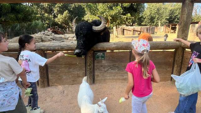 Kid's camp at Ranch de la Mène