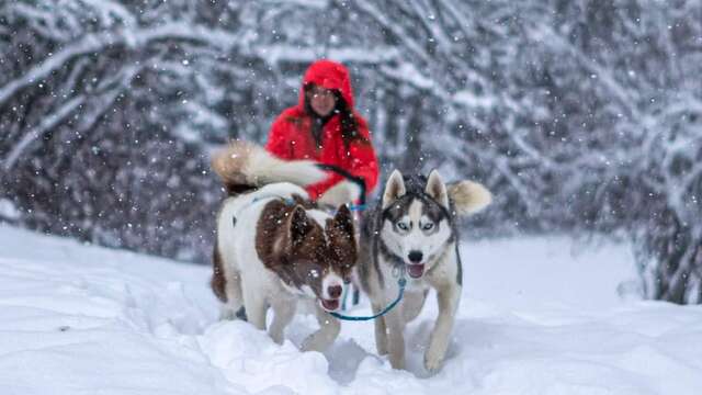 Stage mini-musher - 7h