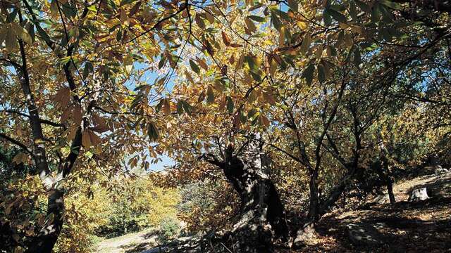 Balade guidée : Le liège et la châtaigne avec Mélanie Robeau