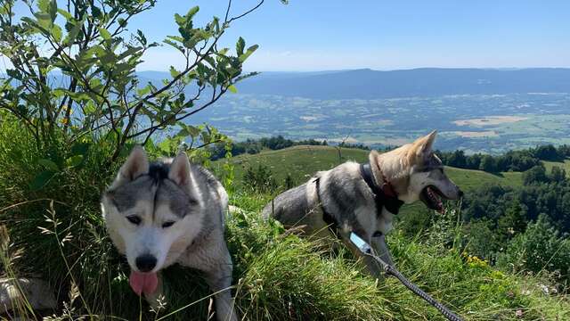 Dog-drawn walk with Symbiose