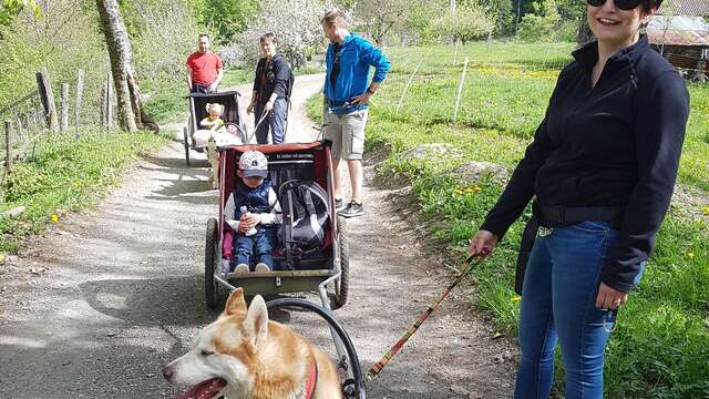 Promenade Sulky attelé avec les chiens de traîneaux