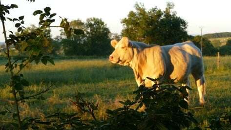EARL La Ferme des Charolaises