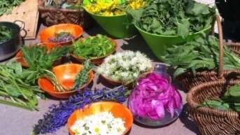 Balade découverte et utilisation des plantes sauvages médicinales