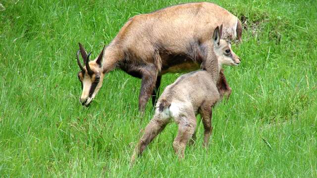 Randonnées pédestres encadrées demi-journée, journée, soirée