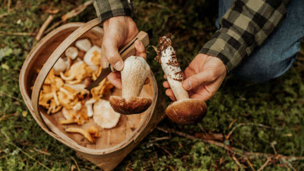 Sortie champignons dans le bois du Domaine