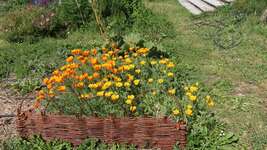 Stage "Tressage de l'osier vivant"