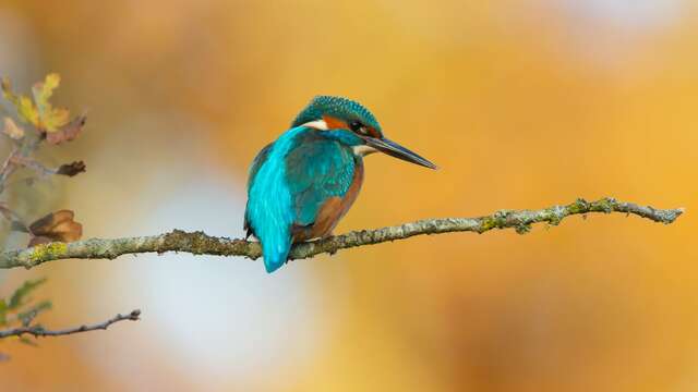 Exposition de photographies nature