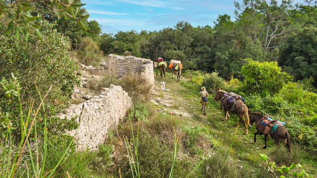 Balades et randonnées avec les muletiers Bigatier