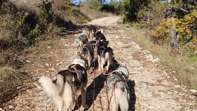 Cani-Kart avec Husky évasion