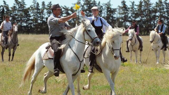Excursion en Camargue