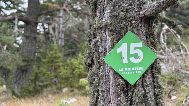 Circuit VTT N°50 La Pitchoun