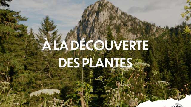 Fête de la Nature 2026 - À l'écoute des plantes