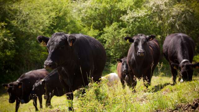 Visite gratuite de la Ferme des Pélissones