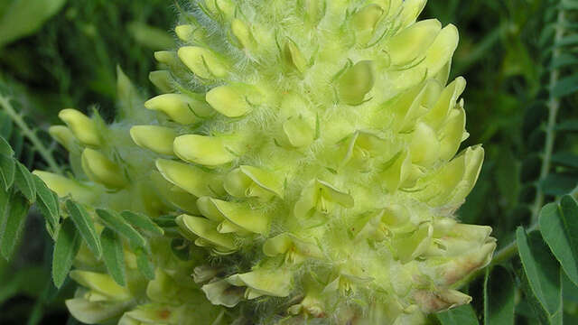 La boucle des Astragales